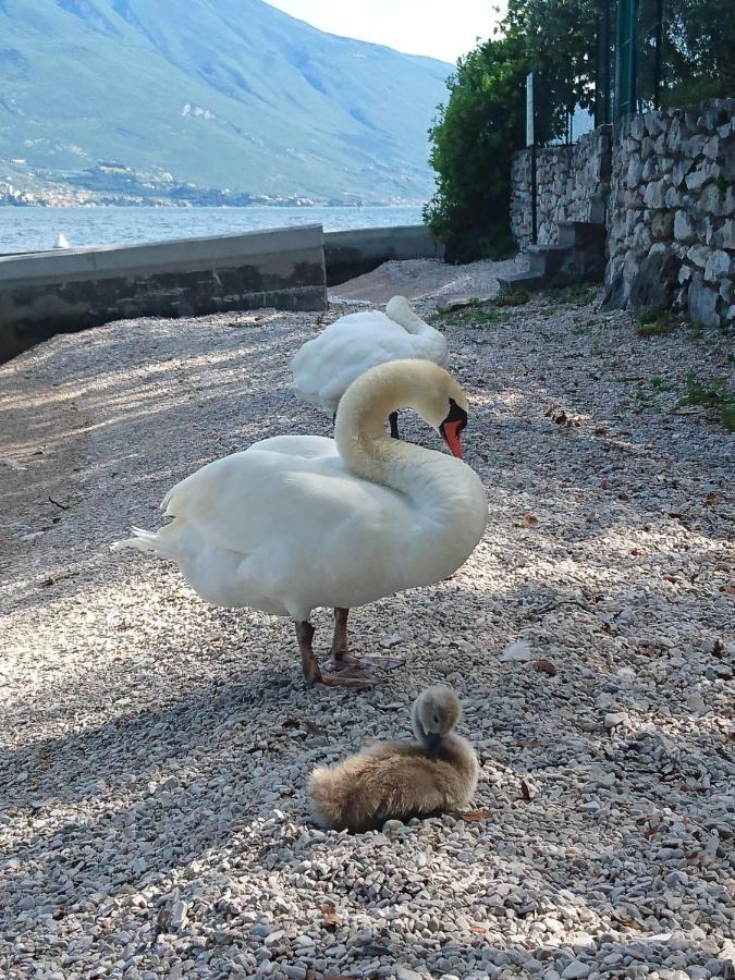 Astor Limone sul Garda